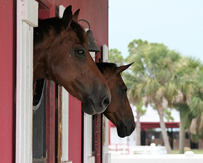 Harmony in the Stable